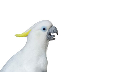 Cockatoo portrait with white background