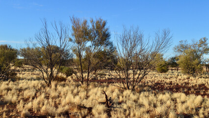 A beautiful view of the desert in the late afternoon sunlight.