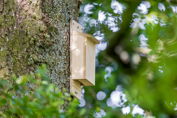 Bat box made of untreated wood on tree trunk in woodland habitat