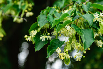 Linden, linden blossom with green leaves on a tree in summer.