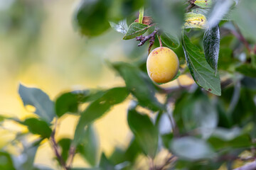 Ripe yellow plum with red speckles on fruit tree green leaves blurry background
