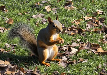 Naklejka premium Autumn Feast: Squirrel Enjoys a Snack in the Park