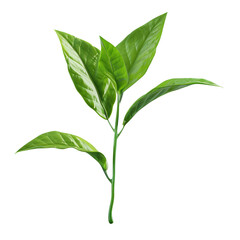 Fototapeta premium Green tea leaf set against a transparent background