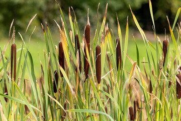 Brown bulrushes green flat foliage swaying by green lake blurry trees background