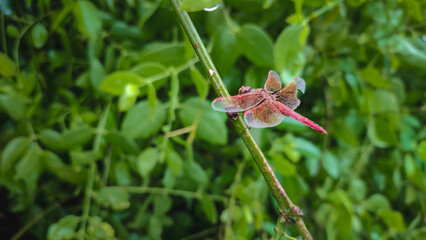 Red brachythemis contaminata dragonfly on a stick.