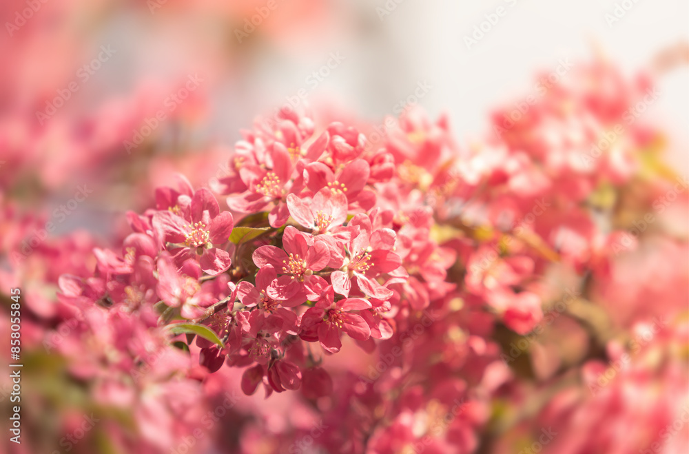 Canvas Prints Soft focus image of pink apple flowers in sun light.