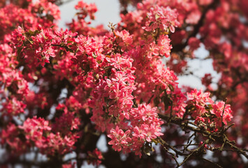 Soft focus image of pink apple flowers in sun light.