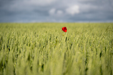coquelicot au dessus de blés vert 