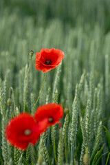 coquelicot, fleur, rouge, nature, été, jardin, champ, printemps, coquelicots, plante, fleurs, flore, floral, beauté, fleurir, orange, macro, gros plan, couleur, sauvage, prairie, éphémère, fragile, so
