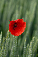 Obraz premium coquelicot dans un champs de blé vert 