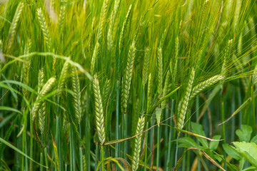 blés vert dans un champs au printemps