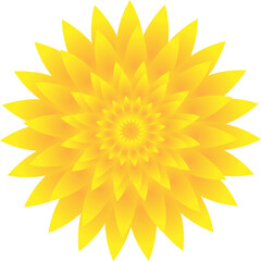 yellow flower isolated