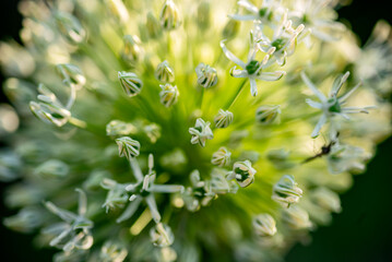 close-up of summer flowers, macro photography, colorful background, summer