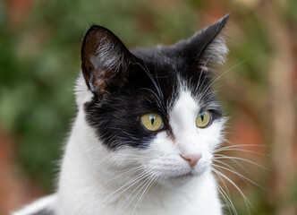 Close-up of an alert short-haired black and white cat with blurry background