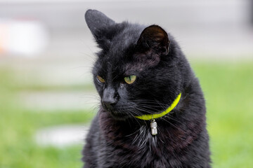 Close-up of an alert short-haired black cat with green eyes blurry background