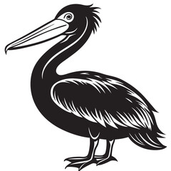 pelican on white background