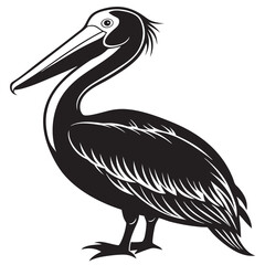 pelican isolated on white