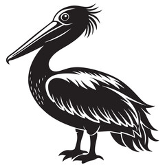 pelican on white background