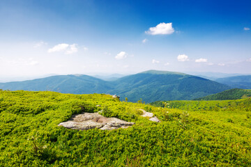 carpathian mountain landscape of ukraine in summer. alpine scenery of mnt. smooth with grassy hills on a sunny day beneath a blue sky with fluffy clouds. popular travel destination of transcarpathia