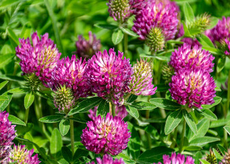 close-up of summer flowers, macro photography, colorful background, summer