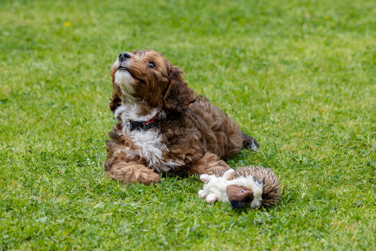 Cavapoochon dog on garden green lawn sunny day curly brown fur white markings