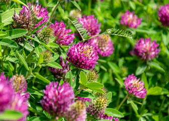 close-up of summer flowers, macro photography, colorful background, summer