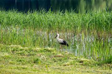 landscape with a white stork on the shore of a lake, a stork walks on a meadow in search of food, summer time © ANDA