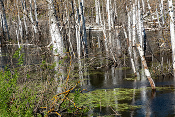 landscape with white birch trunks, flooded forest, wet birch grove, dead trees