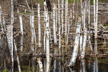 landscape with white birch trunks, flooded forest, wet birch grove, dead trees