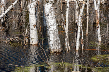 landscape with white birch trunks, flooded forest, wet birch grove, dead trees