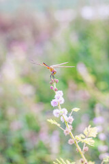 Dragonfly perched on flowers