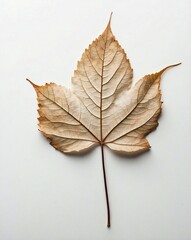 A minimalist photograph of a single green leaf on a stark white background, with ample negative space around the subject.