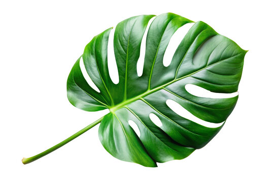 monstera green leaf isolated