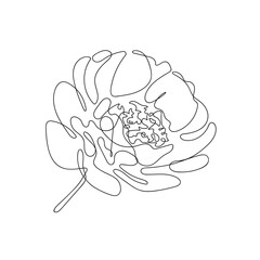 Continuous one line of beautiful flower. Minimalist botanical illustration. Peony or rose isolated on white background.