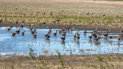 landscape with flooded field, water birds resting on agricultural field, spring