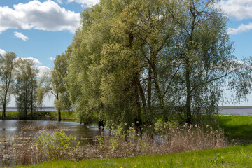 landscape with a fast river, the river has overflowed its banks, the first green of spring
