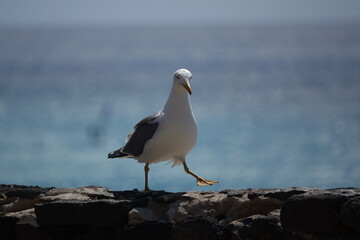 yellow legged gull (Larus michahellis)