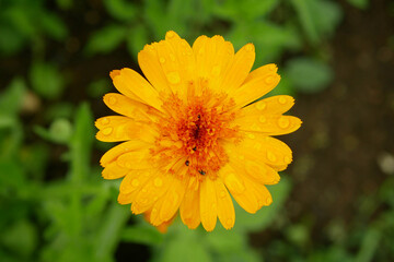 Medicinal pot marigold harvested Calendula officinalis orange flower common ruddles mary gold or Scotch aromatic herbaceous plant pharmacological ointments cream or tea, rain water drops Europe