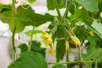 Green cucumbers with ovaries grow in a greenhouse. Organic growing of vegetables.