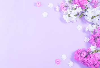 Fototapeta premium white and purple phloxes on color paper background