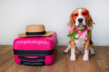 A beagle dog in a straw hat sits in a suitcase with things and a floating inflatable circle for a...