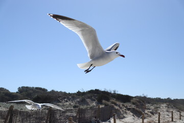 Möwen am Strand von Es Trenc