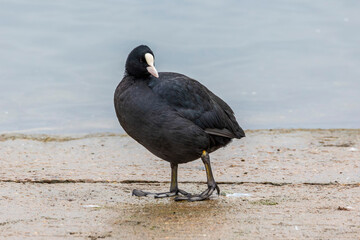 Eurasian Coot (Fulica atra) wildlife photography of waterbird walking along lake foreshore