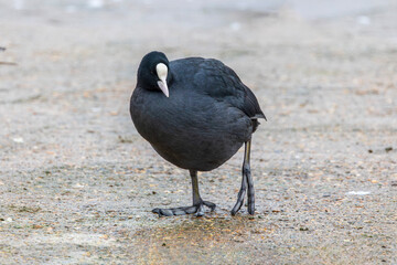 A Eurasian Coot (Fulica atra) waterbird with green legs along on concrete path beside lake foreshore.