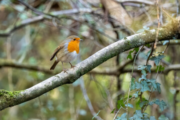 European Robin Perched on a Branch in Rozelle Park, Ayr