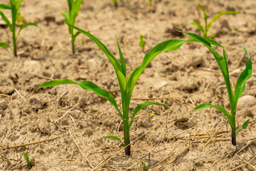 Young corn plant growing in the field soil