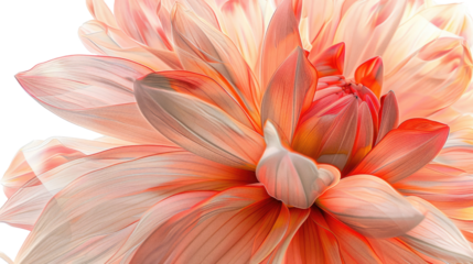 Photograph of a close-up of a blooming flower with its petals delicately overlapping, creating a layered effect against a transparent background.