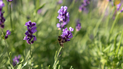 A bee sits on a flower. Lavender