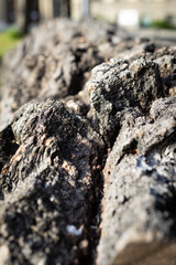 Close-up of tree bark with ants