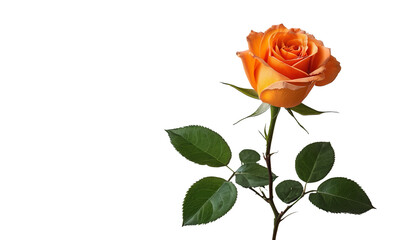 Fototapeta premium Elegant Orange Rose with Delicate Petals